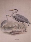 Canvas na płótnie lnianym - Ptaki brodzące B_Aluro