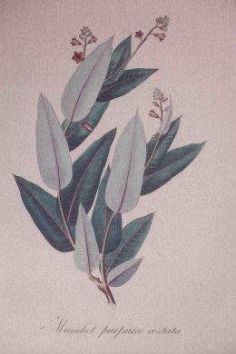 Canvas na płótnie lnianym - Rośliny, zioła C_Aluro