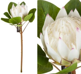 Protea biała_ALURO