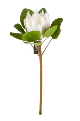 Protea biała_ALURO
