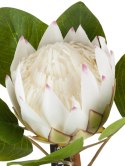 Protea biała_ALURO