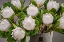 Protea biała_ALURO