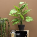Sztuczna roślina Alocasia 55cm