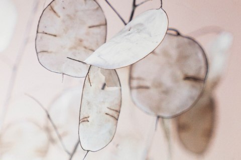 ALURO_Dekoracja ścienna-Judaszowe srebrniki