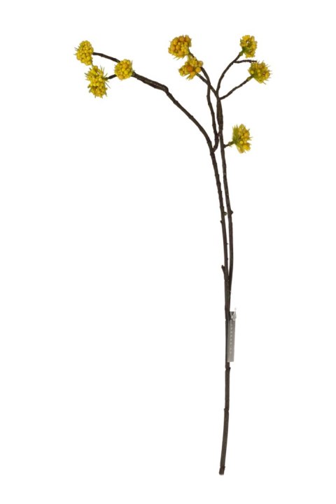 ALURO_Roślina szt.-Callicarpa żółta