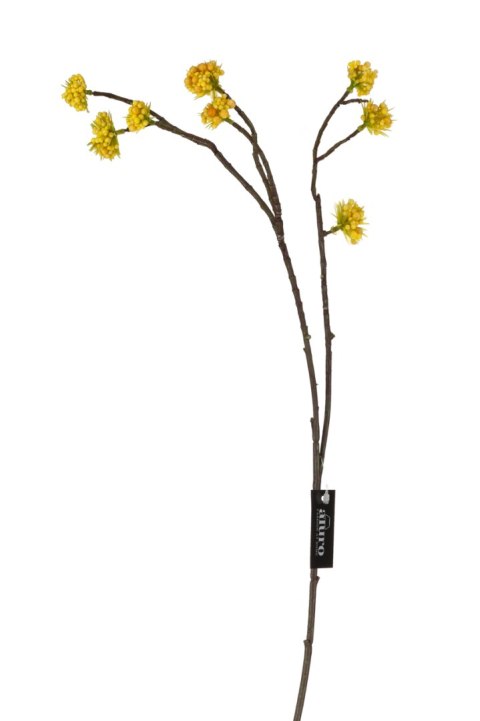 ALURO_Roślina szt.-Callicarpa żółta