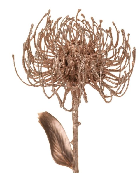 ALURO_Roślina szt.-Protea