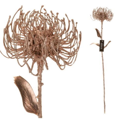 ALURO_Roślina szt.-Protea