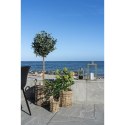 Sztuczne drzewo Skimmia 75cm ( Rozmiar: uniwersalny )