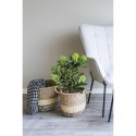 Sztuczne drzewo Skimmia 75cm ( Rozmiar: uniwersalny )