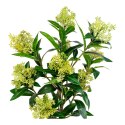 Sztuczne drzewo Skimmia 75cm ( Rozmiar: uniwersalny )