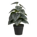 Roślina sztuczna Fittonia 33 cm ( Rozmiar: uniwersalny )