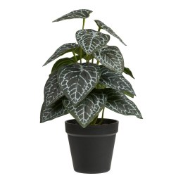 Roślina sztuczna Fittonia 33 cm ( Rozmiar: uniwersalny )