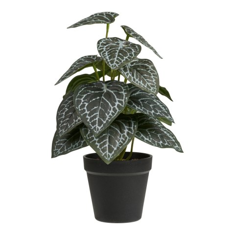 Roślina sztuczna Fittonia 33 cm ( Rozmiar: uniwersalny )