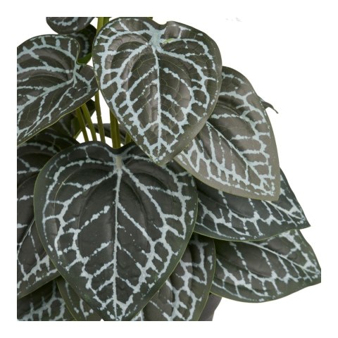 Roślina sztuczna Fittonia 33 cm ( Rozmiar: uniwersalny )