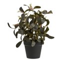 Roślina sztuczna Peperomia 35 cm ( Rozmiar: uniwersalny )