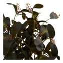 Roślina sztuczna Peperomia 35 cm ( Rozmiar: uniwersalny )